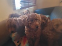 Toy poodle köpeği