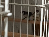 Parot baykuş çim ve star ispinozları