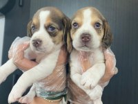 Beagle yavrularımız