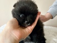POMERANİAN NADİR RENKLERDE OYUNCU KARDEŞLER