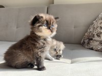 1 Aylık Scottish Fold Shorthair 3 Erkek Yavru