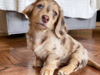 ISABELLA MERLE UZUN TÜYLÜ LONG HAİR DACHSHUND