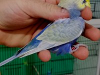 Rainbow damızlık erkek muhabbet kuşları.