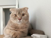 Tarçın Scottish Fold Oğlum Sahiplendirilecektir