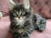 XXL MAİNE COON KEDİLER 7 HAFTALIK