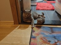 Koca kafa scottish fold bebekler