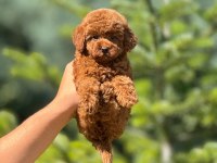 Toy poodle bebek köpekler