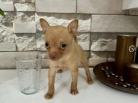 50 günlük minik dişi chihuahua yavrum yeni ailesini arıyor