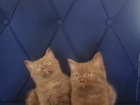 Cinnamon british shorthair