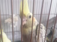 1 aylık sultan papağanı (lütfen açıklamayı okuyun)