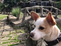 Jack russell köpeğim