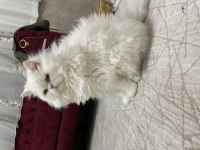 Erkek İran Persian 10 aylık