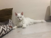BEYAZ MAİNE COON 2 YAŞINDA DİŞİ KEDİMİZ