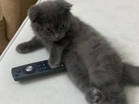 Sevimli kız scottish fold