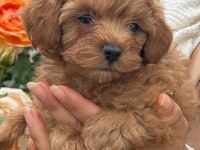 ÇOK ŞİRİN MALTİPOO YAVRULARIMIZ