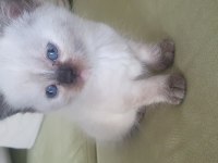 1 aylık scottish fold yavrular