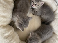 Yavru kedi