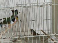 Golden finch