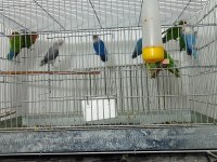 Her türlü sevda cennet papağanı var arayın konuşalım