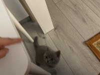British shorthair dişi 1 aylık