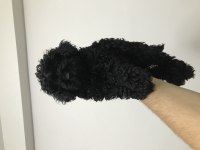 Siyah toy poodle erkek