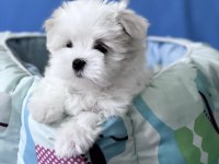 Birbirinden Güzel Safkan Maltese Yavrularımız