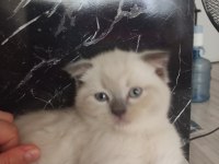 2 aylık İran Blue Point kırması melez kedilerimiz