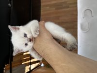 Son 2 Bebiş Kedimiz