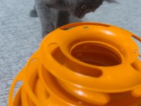 British shorthair 3 Aylık