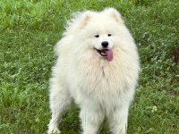 KIF/FCI ŞECERELİ SAMOYED ERKEK YAVRU