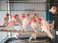 Üst düzey Almozaik kuşlar