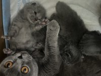 En güzel scottish fold yavrular