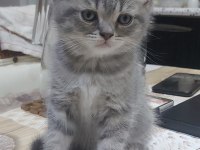 British short hair ve scottish fold
