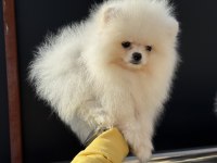 Çok özel gülen surat pomeranian boo
