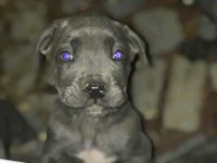 Dev adayı Irk ve sağlık garantili cane corso bebeklerimiz
