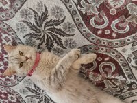11 aylık dişi british shorthair