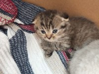 Yavru 1 aylık oyuncu ve eğlenceli cins kediler
