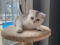 3 aylık Silver scottish fold oğluşum