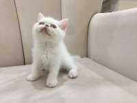Maviş Orjinal Exotic Shorthair Bebişler