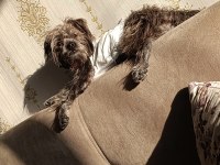 Köpeğimizi sahiplendirme