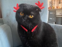 Siyah güzel scottish fold yavrumuz görüşülür