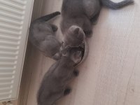 2 british, 1 scottish fold 3 aylık yavru sahiplendirme
