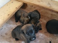 Belçika malinois yavrularımız sahiplendirilecek