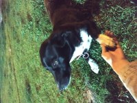 Rus finosu dişi köpeğimiz