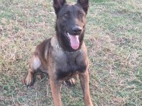 Belçika malinois