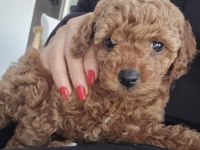 Poodle Bebeklerim Yeni Yuvaya Hazır