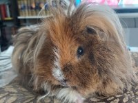 Guinea Pig Kobay Sahiplendirme