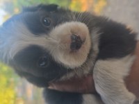 Safkan saĝlıklı border collie bebekler