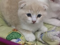 Erkek yavru kedimiz tek bir adet