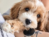 3 aylık erkek maltipoo